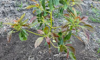 Finca en venta en abejorral - rural