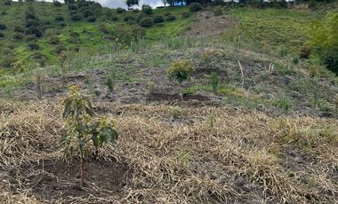 Finca en venta en abejorral - rural