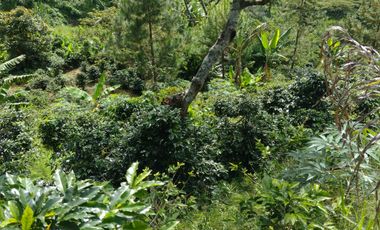 Finca independiente en venta en heliconia - rural