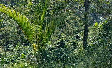 Finca independiente en venta en heliconia - rural