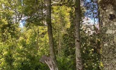 Parcela con Casa y Bosque en Panguipulli Ñancul, a minutos de lindas Playas.