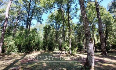 Gran parcela con bosque nativo