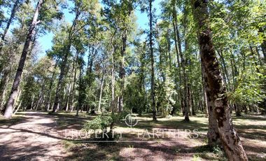 Gran parcela con bosque nativo
