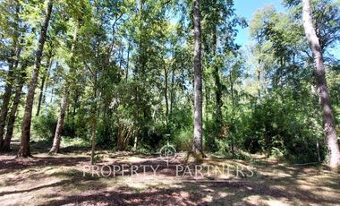 Gran parcela con bosque nativo
