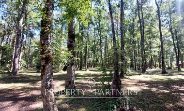 Gran parcela con bosque nativo