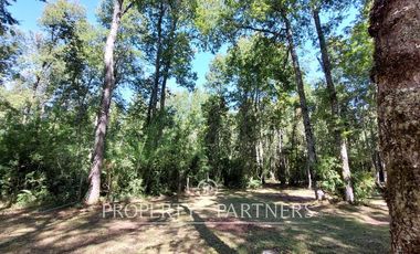 Gran parcela con bosque nativo