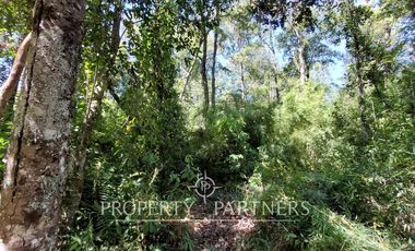 Gran parcela con bosque nativo