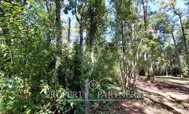 Gran parcela con bosque nativo