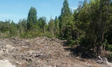 Parcela de agrado con bosque nativo, parcelación «Maderos de Puerto Varas»