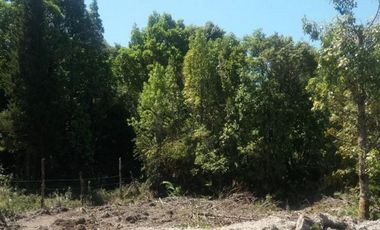 Parcela de agrado con bosque nativo, parcelación «Maderos de Puerto Varas»