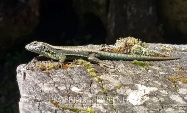 2.000 has. de conservación / reserva natural de alto valor ecológico