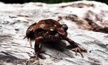 2.000 has. de conservación / reserva natural de alto valor ecológico