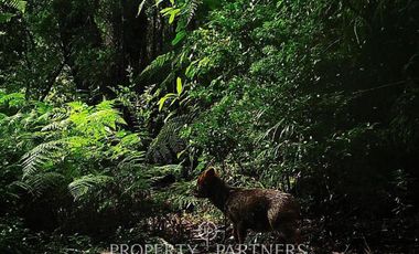 2.000 has. de conservación / reserva natural de alto valor ecológico