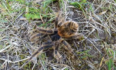 2.000 has. de conservación / reserva natural de alto valor ecológico