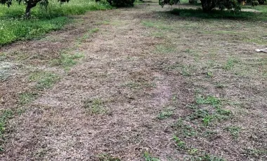 Land for sale in Nam Phrae, Chiang Mai