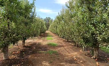 CAMPO AGRÍCOLA DE 39 HA CON MANZANOS EN VENTA, RIO CLARO