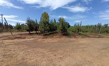 CAMPO AGRÍCOLA DE 39 HA CON MANZANOS EN VENTA, RIO CLARO