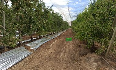 CAMPO AGRÍCOLA DE 39 HA CON MANZANOS EN VENTA, RIO CLARO