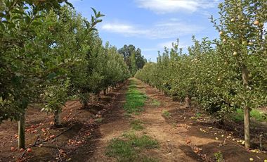 CAMPO AGRÍCOLA DE 39 HA CON MANZANOS EN VENTA, RIO CLARO