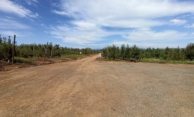 CAMPO AGRÍCOLA DE 39 HA CON MANZANOS EN VENTA, RIO CLARO