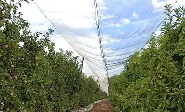 CAMPO AGRÍCOLA DE 39 HA CON MANZANOS EN VENTA, RIO CLARO