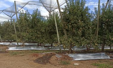 CAMPO AGRÍCOLA DE 39 HA CON MANZANOS EN VENTA, RIO CLARO