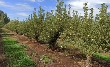 CAMPO AGRÍCOLA DE 39 HA CON MANZANOS EN VENTA, RIO CLARO