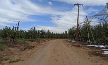 CAMPO AGRÍCOLA DE 39 HA CON MANZANOS EN VENTA, RIO CLARO