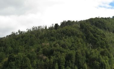 PROPIEDAD, CAMPO CON BOSQUE NATIVO 120 HA, PURRANQUE