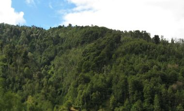 PROPIEDAD, CAMPO CON BOSQUE NATIVO 120 HA, PURRANQUE