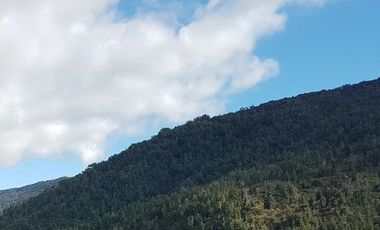 PROPIEDAD, CAMPO CON BOSQUE NATIVO 120 HA, PURRANQUE
