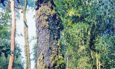 Oportunidad Única en Chiloé: Lote 1 en Laguna Quemchi con Acceso a Laguna Privada.