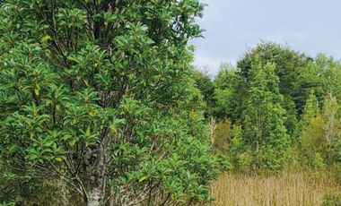 Oportunidad Única en Chiloé: Lote 1 en Laguna Quemchi con Acceso a Laguna Privada.