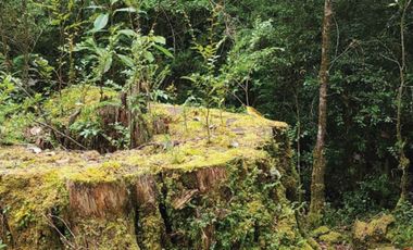 Oportunidad Única en Chiloé: Lote 1 en Laguna Quemchi con Acceso a Laguna Privada.