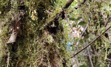 Oportunidad Única en Chiloé: Lote 1 en Laguna Quemchi con Acceso a Laguna Privada.