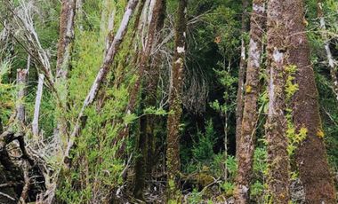 Oportunidad Única en Chiloé: Lote 1 en Laguna Quemchi con Acceso a Laguna Privada.
