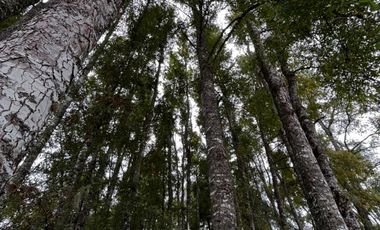 Preciosos terrenos orilla Rio Cruces