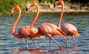 TERRENO EN VENTA EN EL CENTRO DE CELESTÚN, YUCATAN