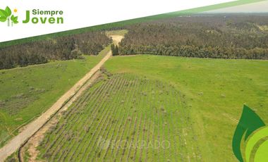 Parcela en venta en CHILLÁN VIEJO