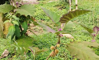 Se Vende Casa Campestre en Condominio Zona Rural Filandia 8962617