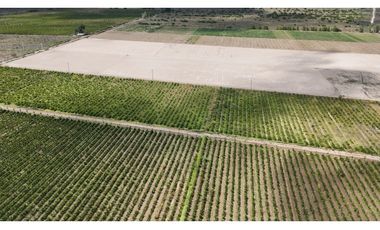VENTA DE FINCA 40 HAS CALLE LA FLORIDA, EN EL MIRADOR - RIVADAVIA,MZA