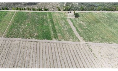 VENTA DE FINCA 40 HAS CALLE LA FLORIDA, EN EL MIRADOR - RIVADAVIA,MZA
