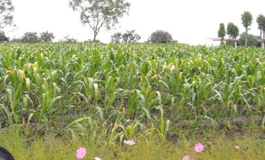RANCHO CON CASA Y CABALLERIZAS EN VENTA, HUICHAPAN HIDALGO