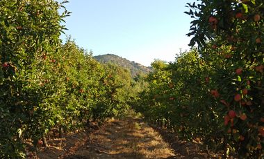 TERRENO CAMPO AGRÍCOLA EN VENTA, CAMPO  80 HA SAN CLEMENTE