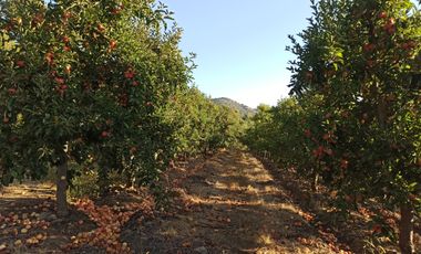 TERRENO CAMPO AGRÍCOLA EN VENTA, CAMPO  80 HA SAN CLEMENTE