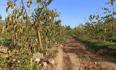 TERRENO CAMPO AGRÍCOLA EN VENTA, CAMPO  80 HA SAN CLEMENTE