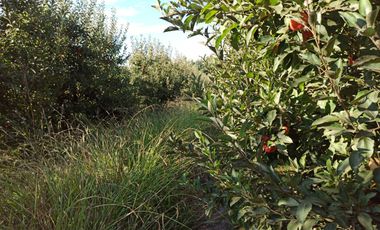 TERRENO CAMPO AGRÍCOLA EN VENTA, CAMPO  80 HA SAN CLEMENTE