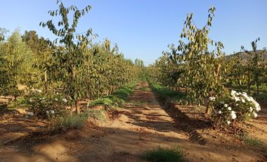 TERRENO CAMPO AGRÍCOLA EN VENTA, CAMPO  80 HA SAN CLEMENTE