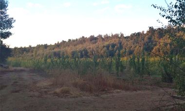 TERRENO CAMPO AGRÍCOLA EN VENTA, CAMPO  80 HA SAN CLEMENTE