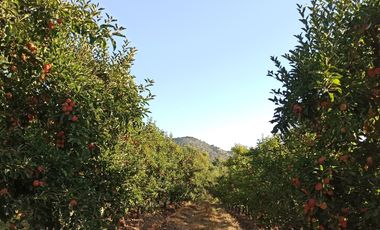 TERRENO CAMPO AGRÍCOLA EN VENTA, CAMPO  80 HA SAN CLEMENTE